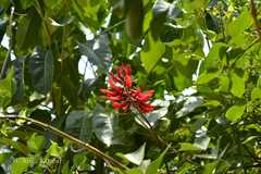 Erythrina blakei